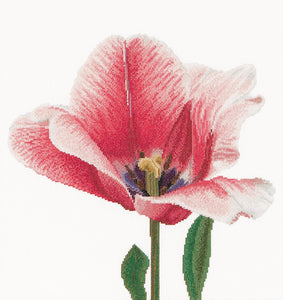 Thea GOUVERNEUR テア・グーヴェルヌール Pink Darwin hybrid tulip クロスステッチキット 16ct