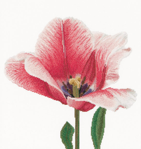 Thea GOUVERNEUR テア・グーヴェルヌール Pink Darwin hybrid tulip クロスステッチキット 16ct